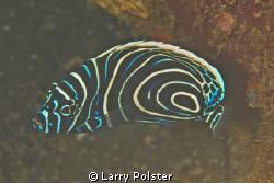 Juvenile Emperor Angelfish. D300-60mm by Larry Polster 